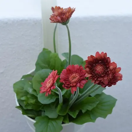 Peneco Ii * Albufeira