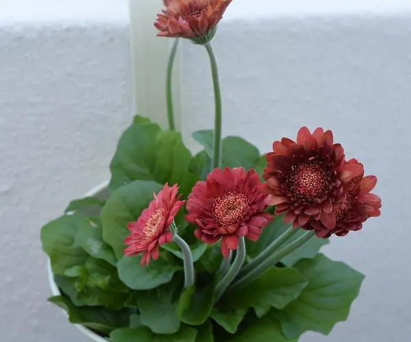 Peneco Ii * Albufeira